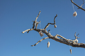 Sea shells hanging on the dry olive tree on the beach.
