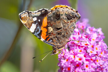 Red Admiral butterfly, Vanessa atalanta, side view feeding nectar from a purple butterfly-bush in garden.