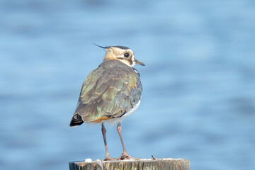 Northern lapwing Vanellus vanellus wading bird posing