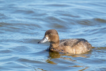Tufted duck, Aythya fuligula, swimming