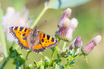 Aglais urticae, small tortoiseshell butterfly top view, open wings