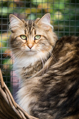 Siberian cat sitting against mesh looking at the camera