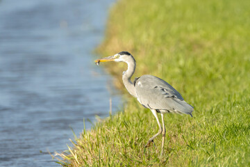 Grey heron, Ardea cinerea, waterfowl hunting in wetland