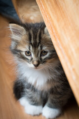 Siberian kitten looking shyly up at the camera