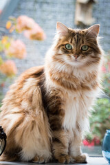 Siberian cat sitting in window sill looking at the camera