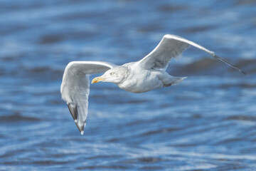 Fototapeta na wymiar glaucous gull Larus hyperboreus in flight
