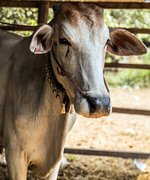 Bull cow young Zebu cattle.