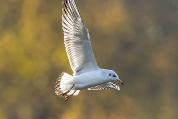 Black-headed gull, Chroicocephalus ridibundus, flying
