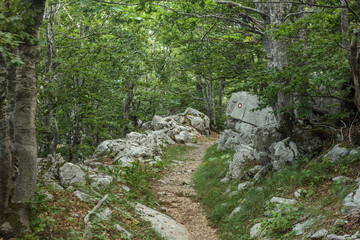 Velebit national park forest and rocks.