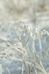 snow covered branches