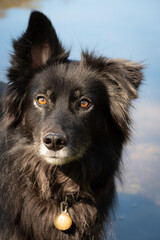 portrait of a black rescue dog