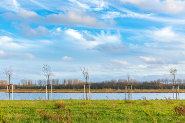 Planting young trees to grow a new forest