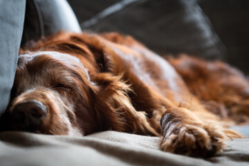 Dog sleeping on couch 2