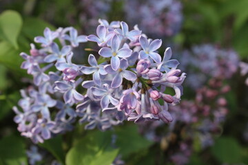 lilac branch with flowers close-up summer lilac background
