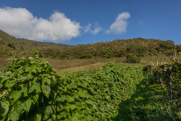 Fototapeta na wymiar Photograph of a bean crop, with a background of the Andes mountains in the Valle del Cauca Colombia.