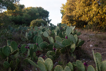 Sète - Forêt domaniale des Pierres Blanches