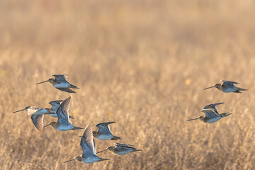 Common snipe Gallinago gallinago in flight above grassland