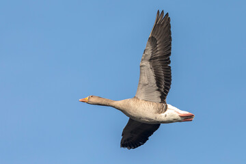 Greylag goose, Anser Anser, in flight migrating
