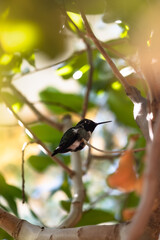 pequeño colibrí en un árbol 