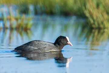Eurasian coot, Fulica atra, waterfowl foraging in wetlands