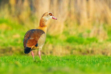 Egyptian geese Alopochen aegyptiacus couple