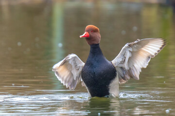 Closeup of a red-crested pochard Netta rufina waterfowl, low point of view.