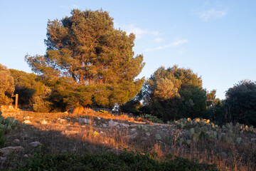 Sète - Forêt domaniale des Pierres Blanches