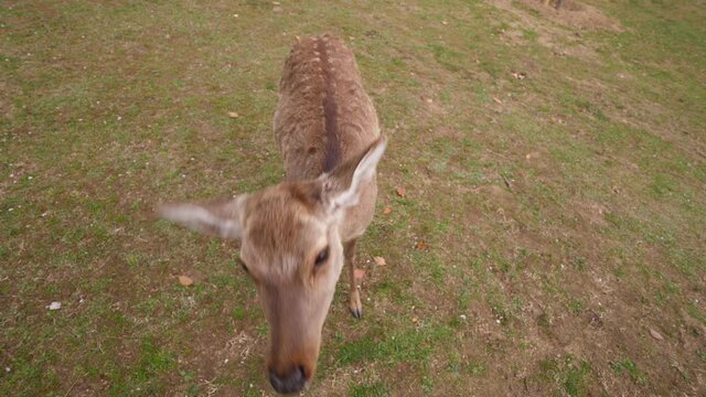 Feed cute sika deer from hand, first person view camera. Sweet animal gently pick up crumb of special senbei cracker and make bow movement by head. Popular tourist attraction at Nara Park
