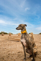 Frankie the brindle lurcher crossbreed relaxing on goring beach. A lurcher is a type of sighthound...