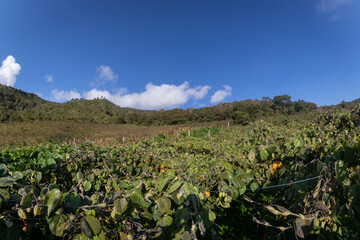 Fototapeta na wymiar Image of a granadilla crop, with many ripe fruits in the Colombian Andes, in the Valle del Cauca Colombia.