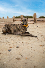 Frankie the brindle lurcher crossbreed relaxing on goring beach. A lurcher is a type of sighthound...