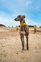 Frankie the brindle lurcher crossbreed relaxing on goring beach. A lurcher is a type of sighthound...
