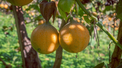 Image of a granadilla crop, with many ripe fruits in the Colombian Andes, in the Valle del Cauca Colombia.