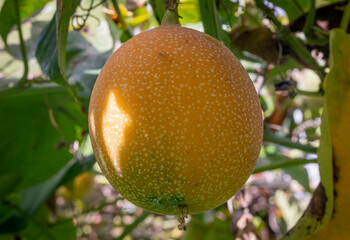 Image of a granadilla crop, with many ripe fruits in the Colombian Andes, in the Valle del Cauca Colombia.