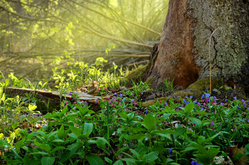 Spring forest landscape with blue scilla flowers, green grass, old tree and transparent yellow sunlight