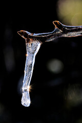 Beauty in nature. Extreme closeup (macro) of single sparkling icicle hanging from tip of tree branch encased in ice.
