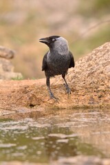 Western jackdaw drinking water in a pond.