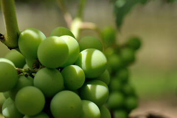 the grape synonymous with health and joy ...