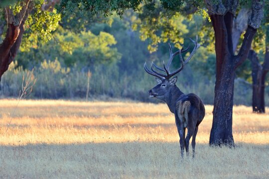 Portrait of majestic powerful adult red deer stag.
