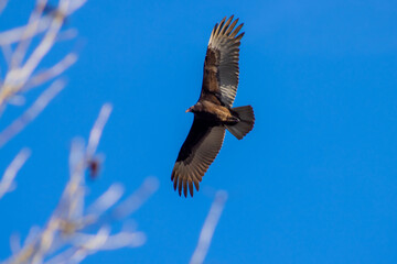 Turkey Vulture in the Sky
