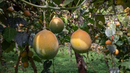 Image of a granadilla crop, with many ripe fruits in the Colombian Andes, in the Valle del Cauca Colombia.