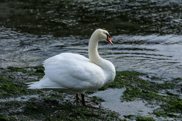 Swan in the little bay