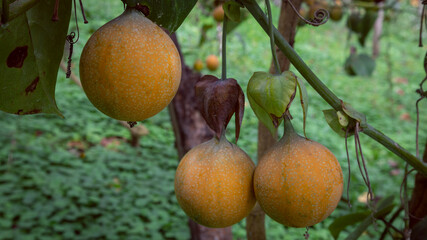 Image of a granadilla crop, with many ripe fruits in the Colombian Andes, in the Valle del Cauca Colombia.