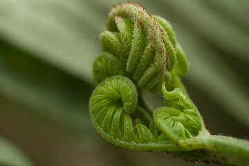 Macro photo of young fern sprout with selective focus
