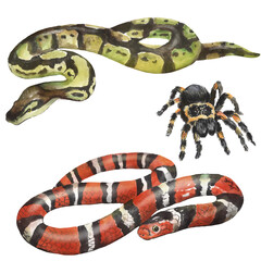 Watercolor illustration with pets, snakes, spider, terrarium animals, tarantula, snake, python