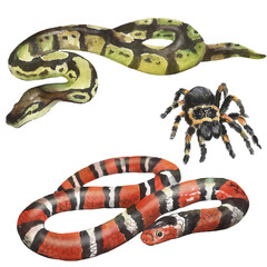 Naklejka premium Watercolor illustration with pets, snakes, spider, terrarium animals, tarantula, snake, python