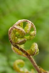Macro photo of young fern sprout with selective focus
