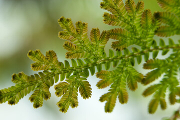 Fototapeta premium Macro photo of young fern sprout with selective focus