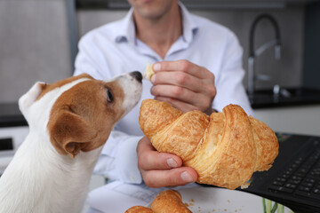 Man working at home and sharing his fast food lunch with his dog. Unhealthy Lifestyle concept. Selective focus on croissant