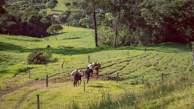 Image of work with mules in the rural sector of Colombia.